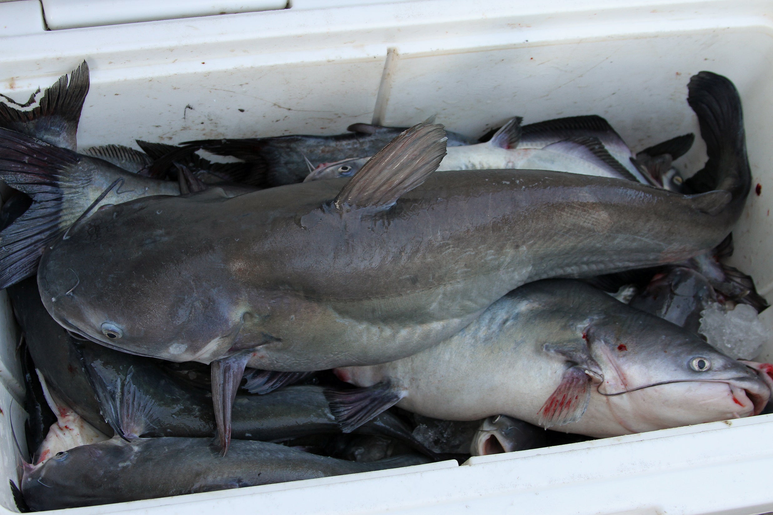 Jug Fishing Producing Plenty of Alabama River Catfish Outdoor Alabama